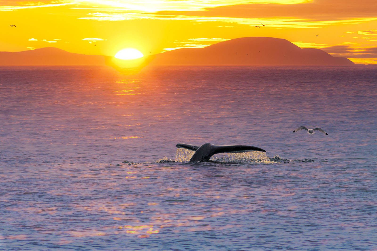 Alaska Burial Services options for memorial ash scattering in The Last Frontier.